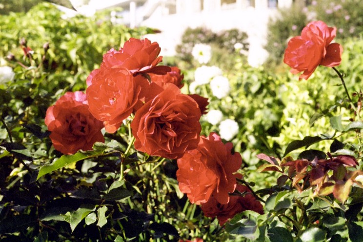 flower